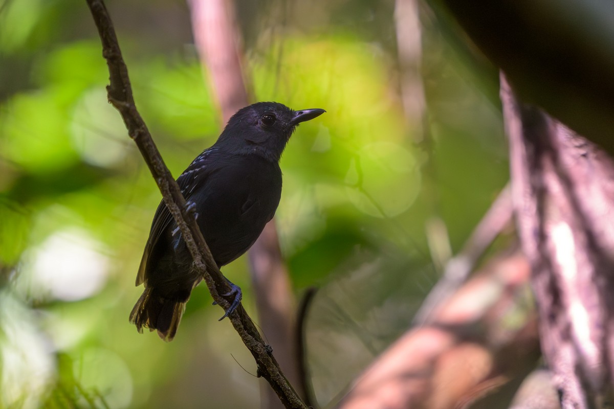 Батарито прибережний - ML651417418