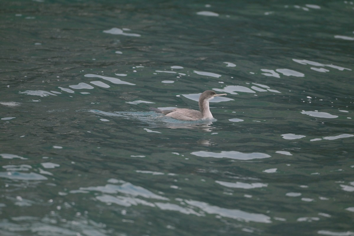 Spotted Shag - ML651418096