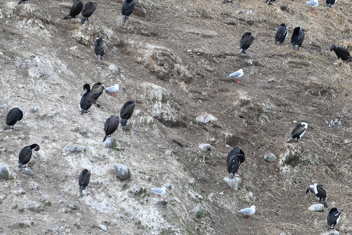 Stewart Island Shag - ML651418152