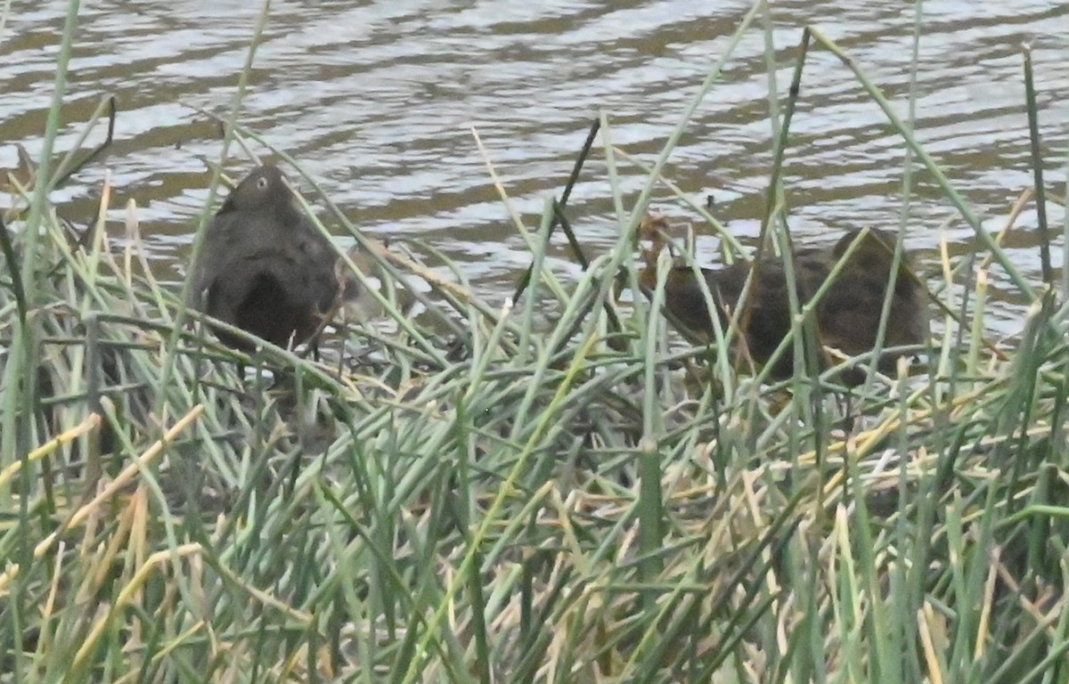 Brown Teal - ML651418546