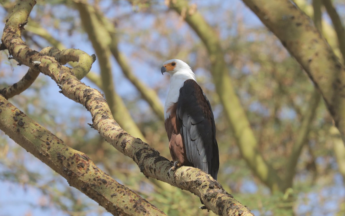 Орлан-крикун - ML651418619