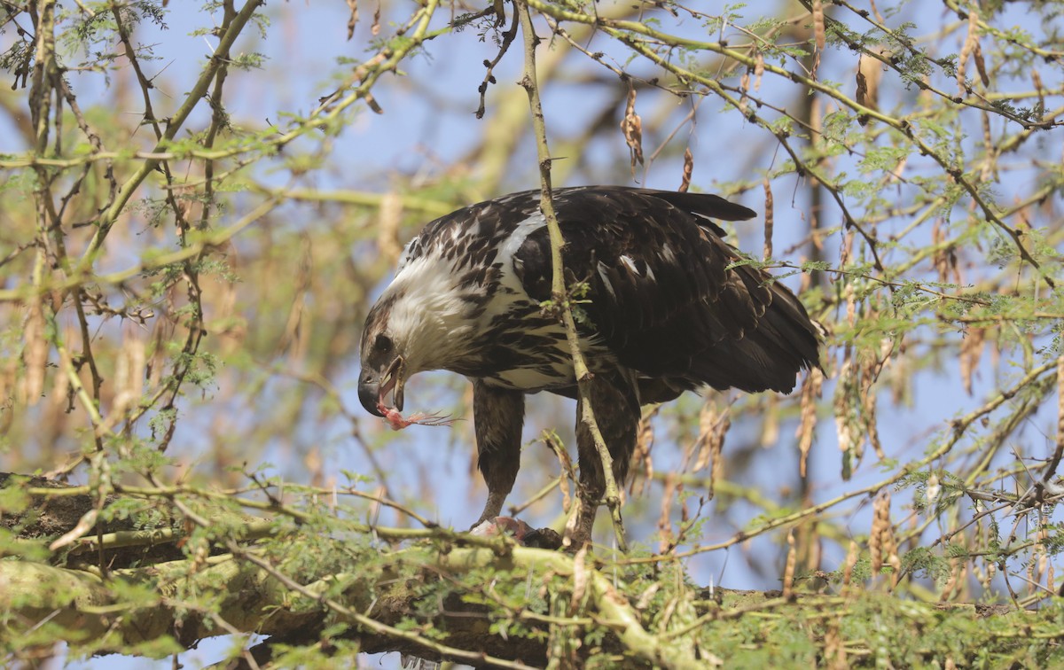 Орлан-крикун - ML651419319