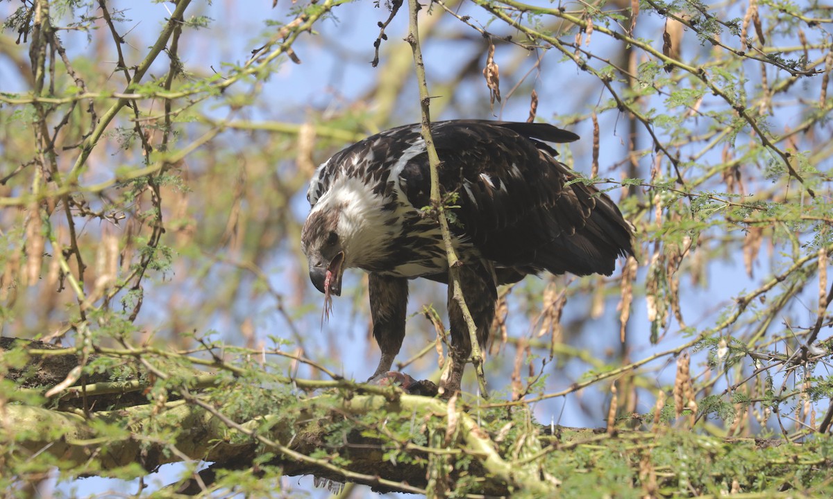 Орлан-крикун - ML651419322