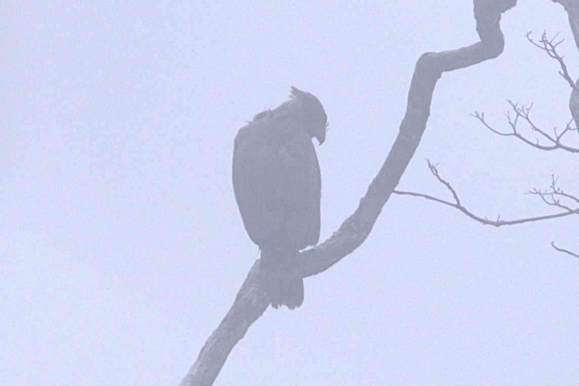 Buteo, unbestimmt - ML651419910