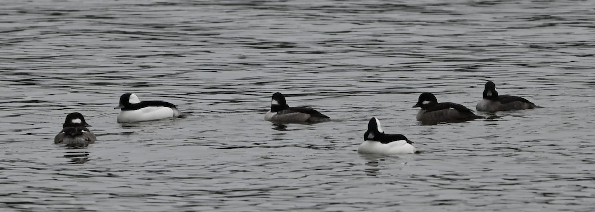 עבראש לבנוני - ML651420018