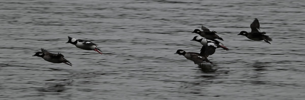 עבראש לבנוני - ML651420040