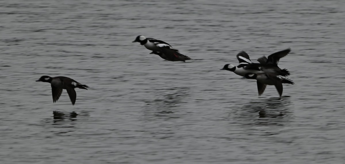 עבראש לבנוני - ML651420061