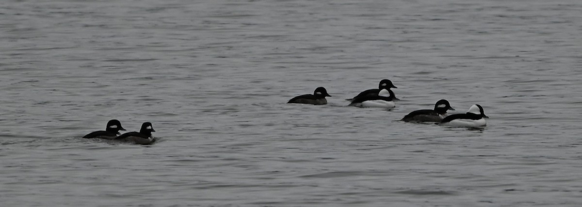עבראש לבנוני - ML651420075