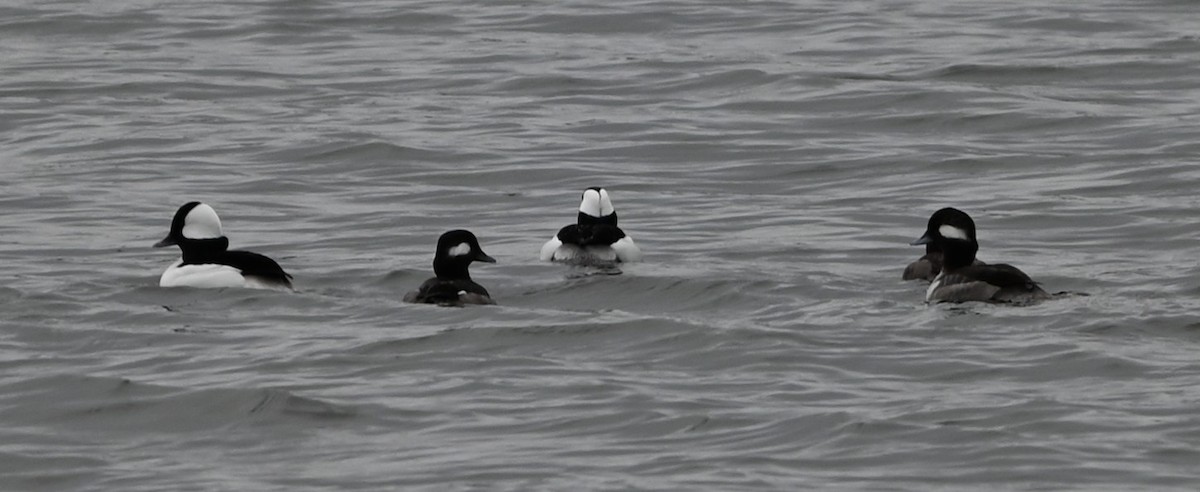 עבראש לבנוני - ML651420099