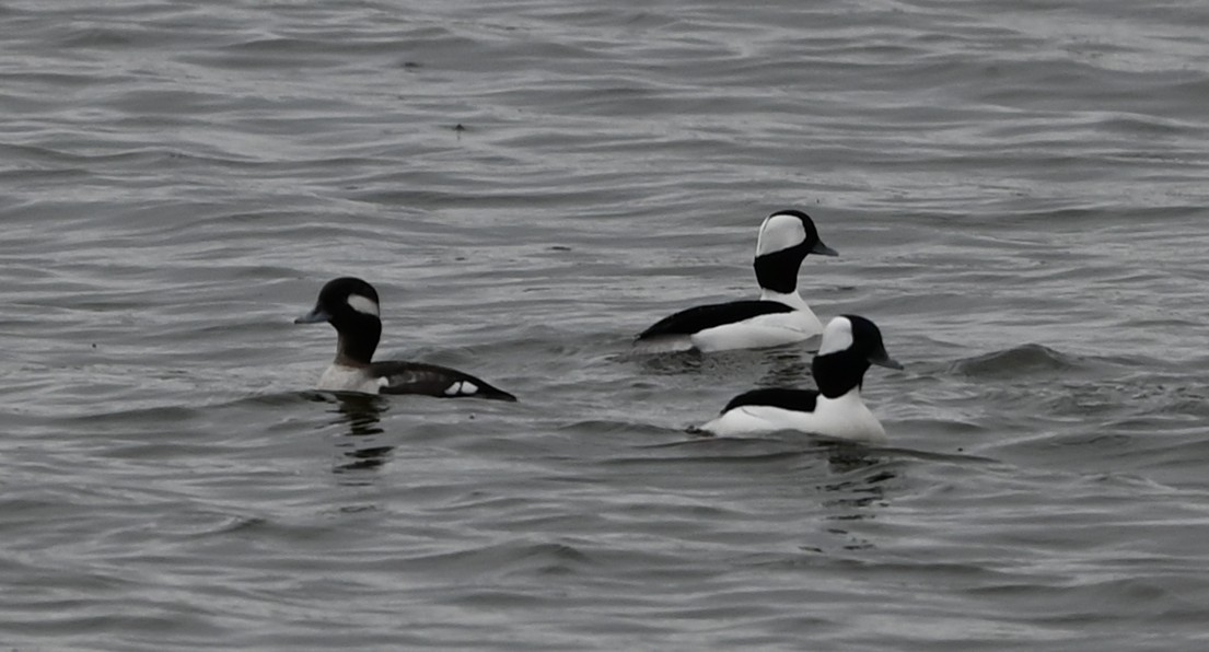 עבראש לבנוני - ML651420138
