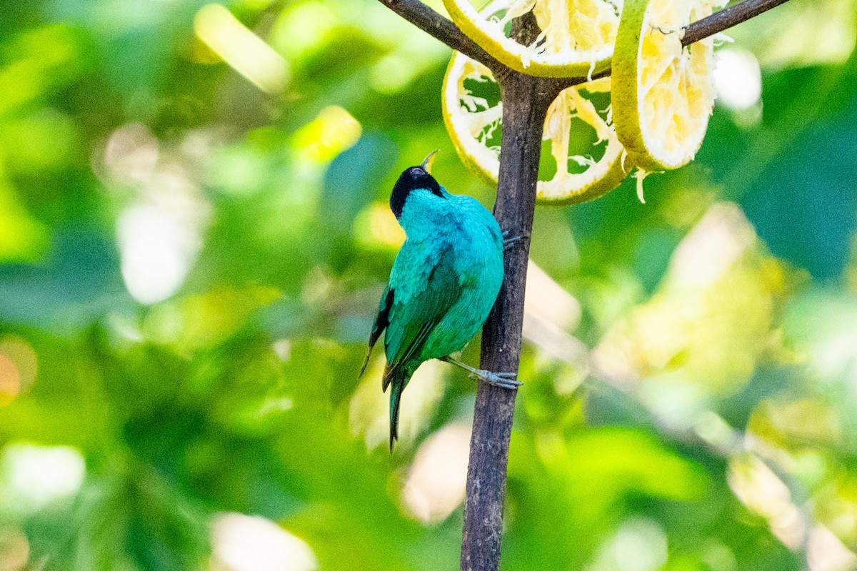 Green Honeycreeper - ML651420172