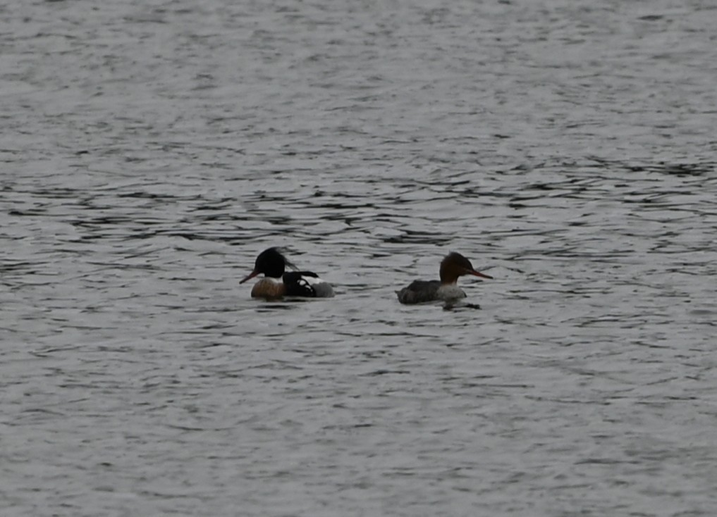 מרגון בינוני - ML651420176
