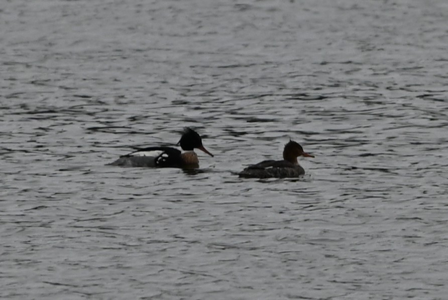 מרגון בינוני - ML651420195