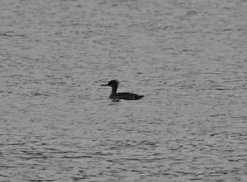 מרגון בינוני - ML651420213