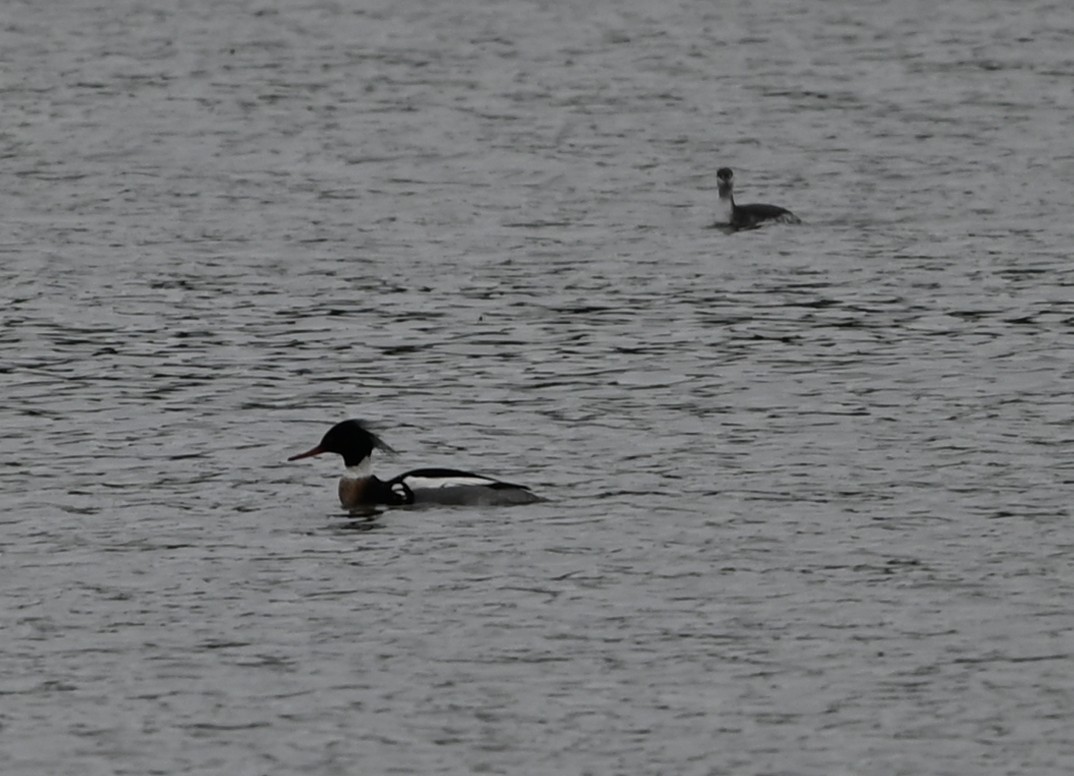 מרגון בינוני - ML651420227