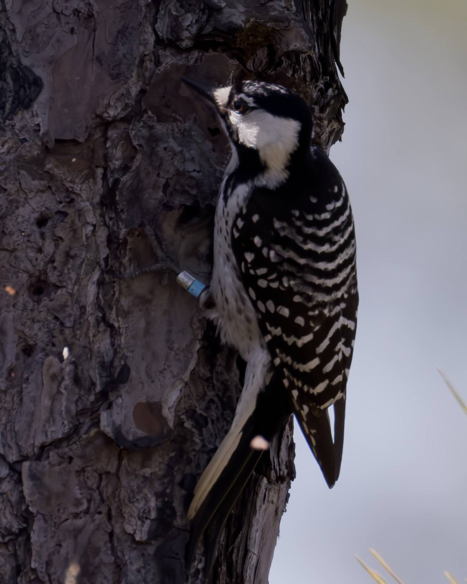Red-cockaded Woodpecker - ML651420277