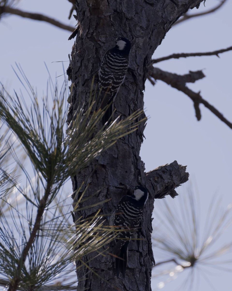 Red-cockaded Woodpecker - ML651420278