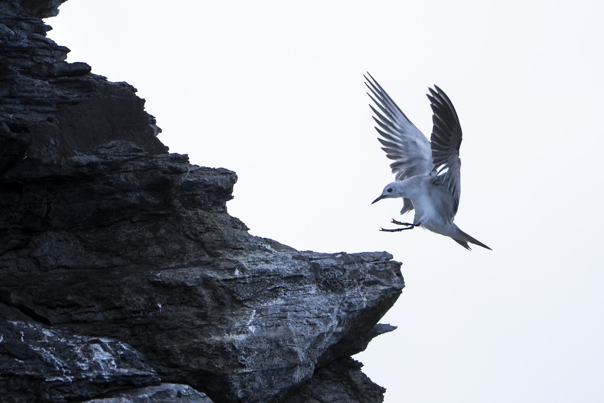 grånoddy - ML651420573