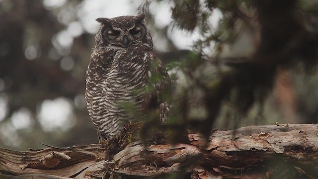 Great Horned Owl - ML651420627