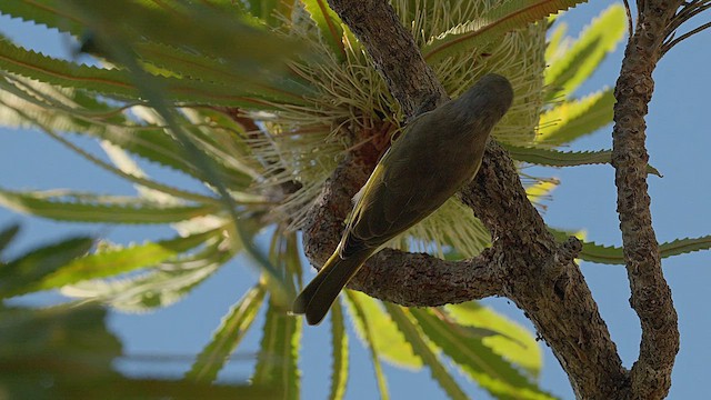 Brown Honeyeater - ML651420752