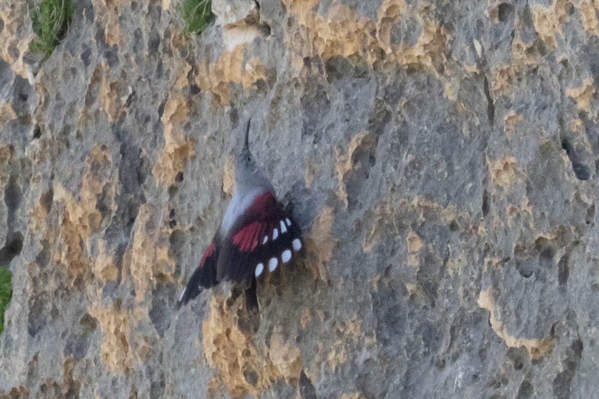 Mauerläufer - ML651420929