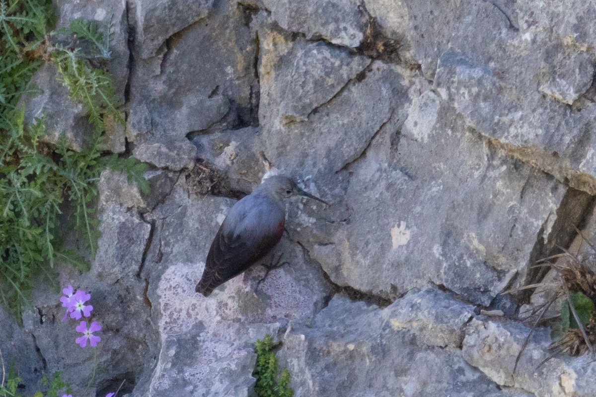 Mauerläufer - ML651420930