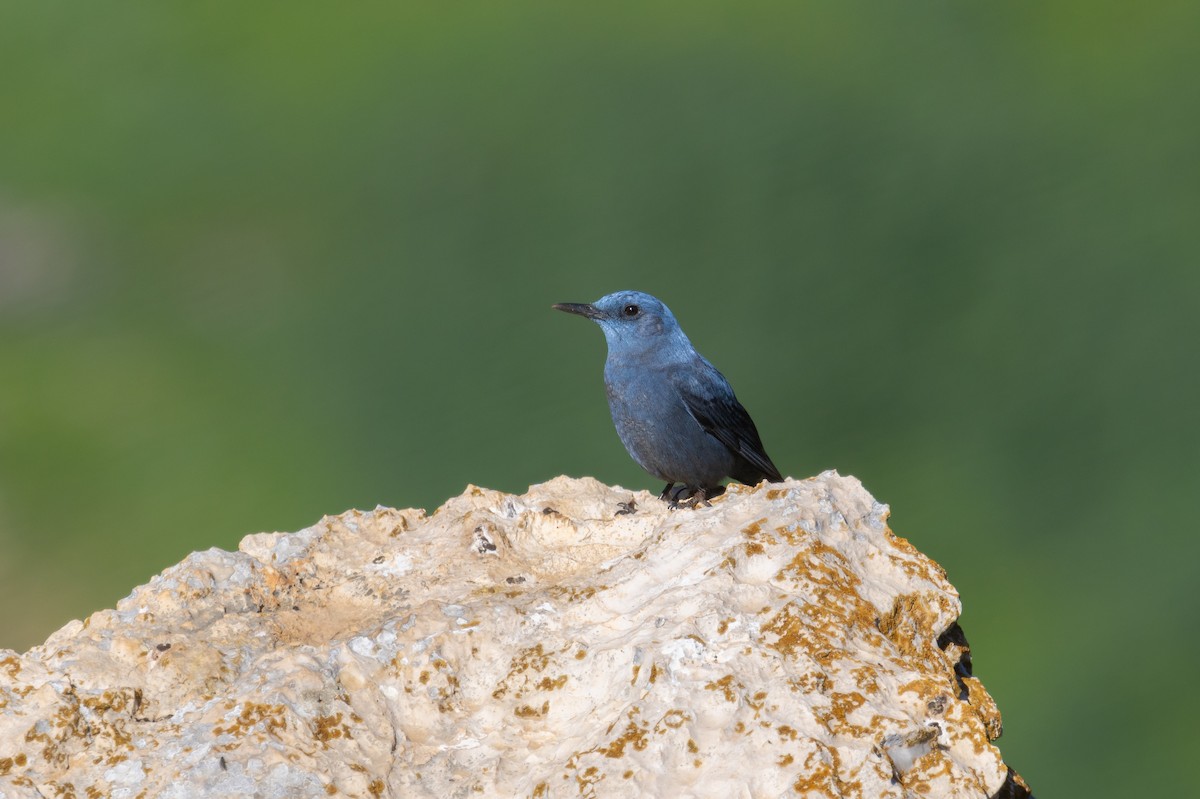 Blaumerle - ML651420939