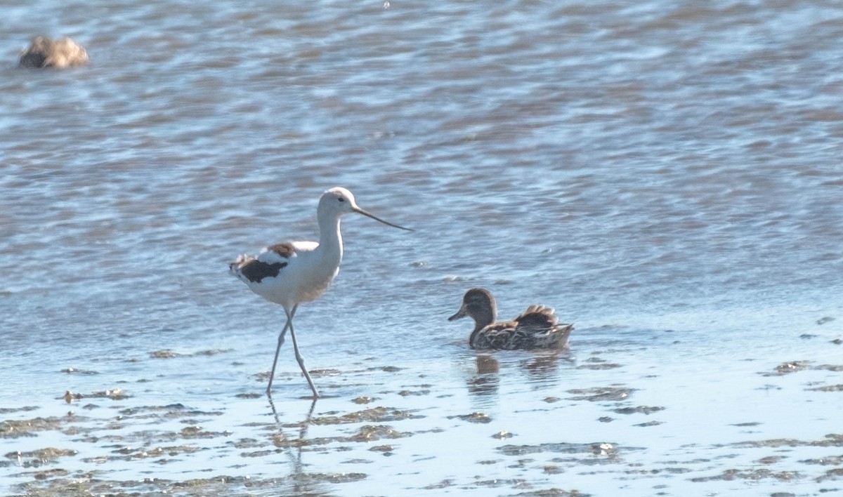 tenkozobec americký - ML651421372