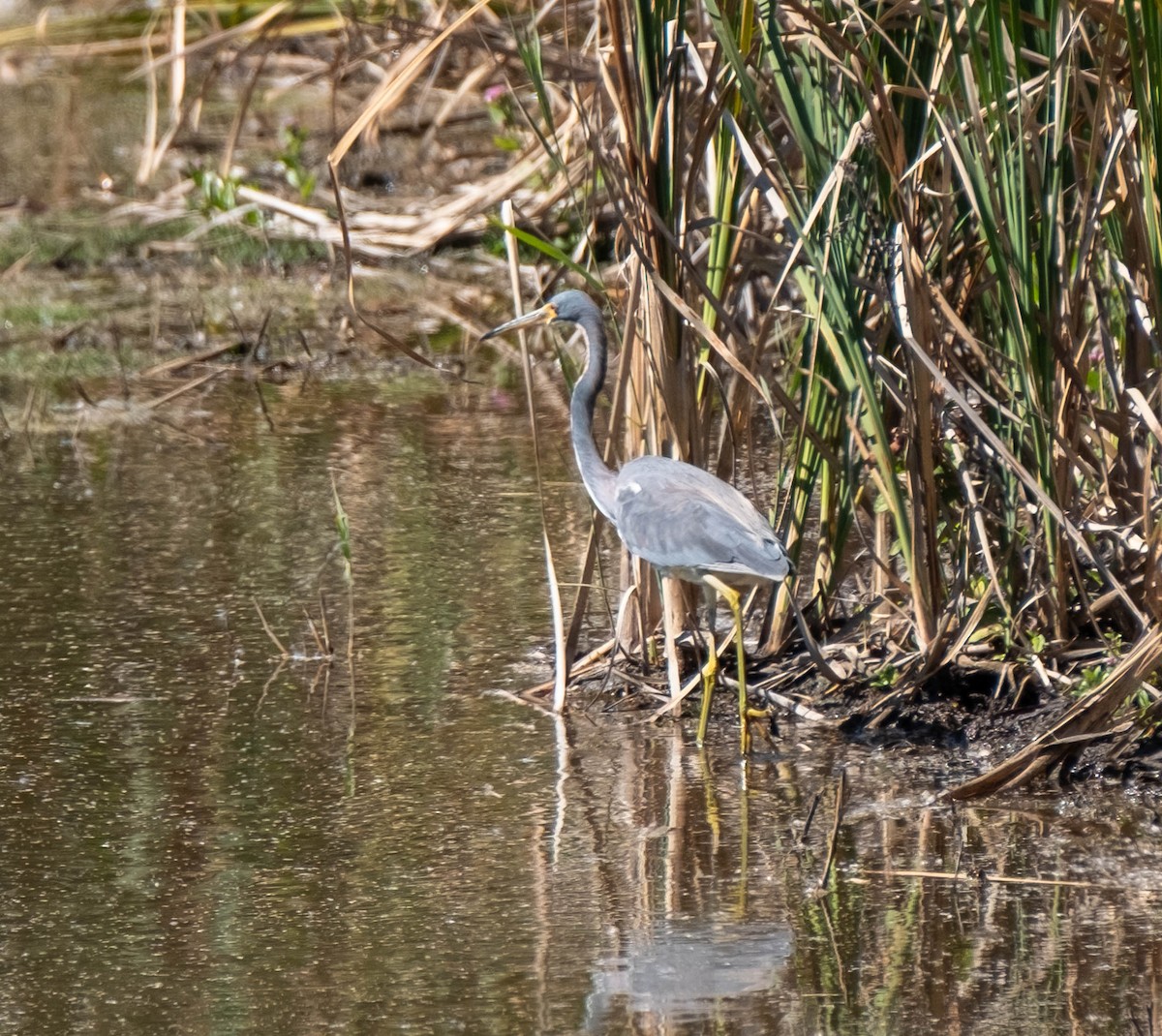 volavka tříbarvá - ML651421614