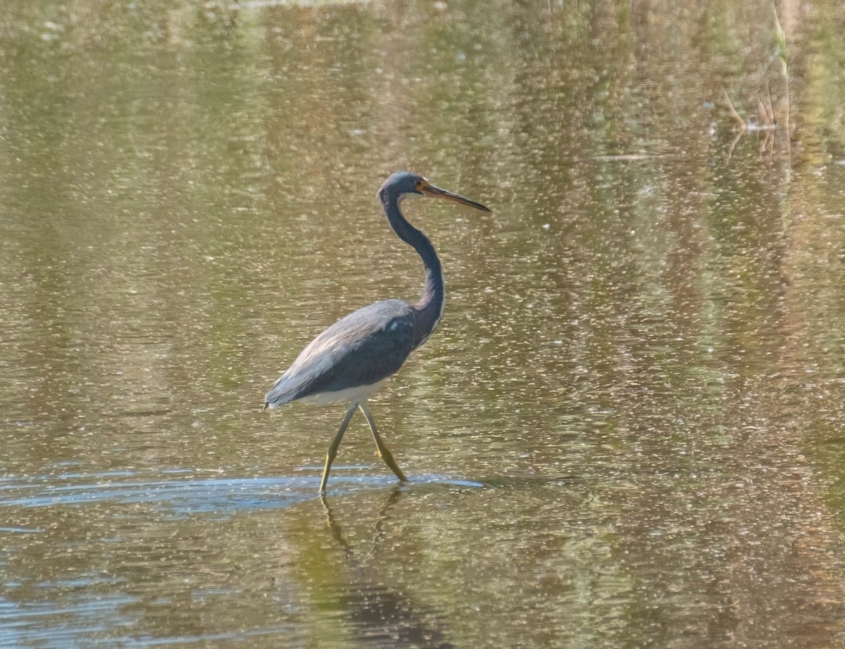 volavka tříbarvá - ML651421615
