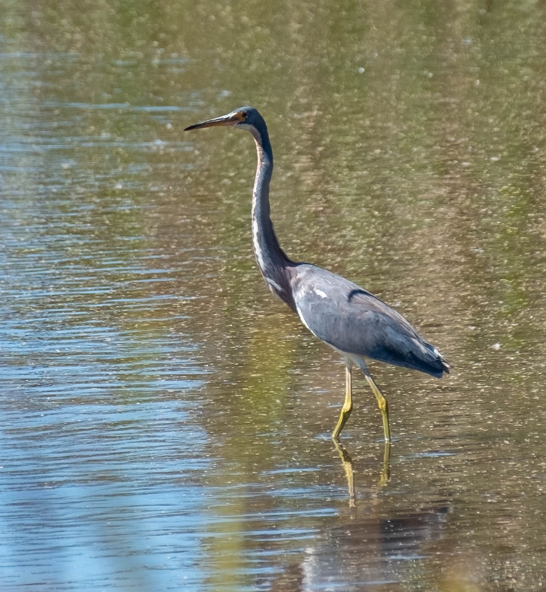 volavka tříbarvá - ML651421616