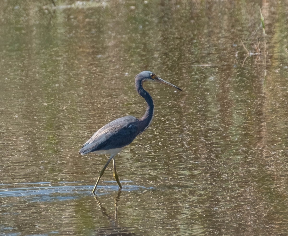 volavka tříbarvá - ML651421618
