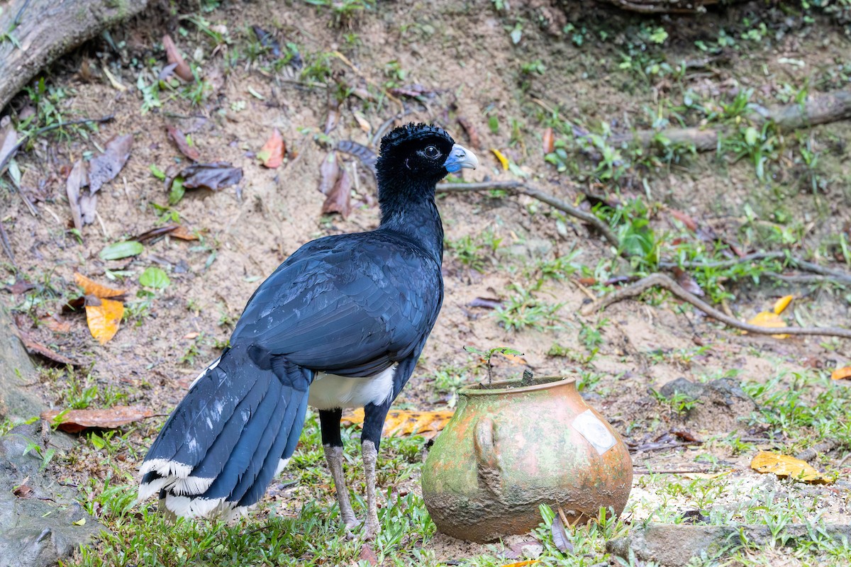 Blue-billed Curassow - ML651421724