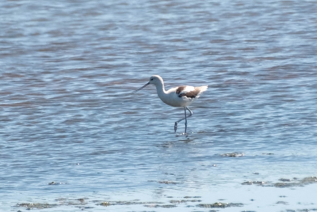 tenkozobec americký - ML651421981