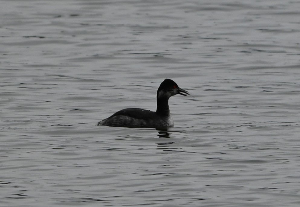 טבלן בינוני - ML651422440