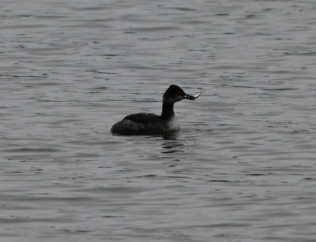 טבלן בינוני - ML651422484