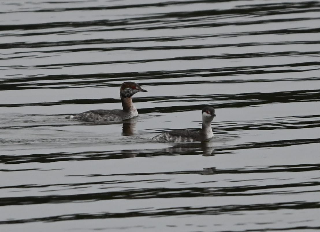 טבלן לבן-לחיים - ML651422542