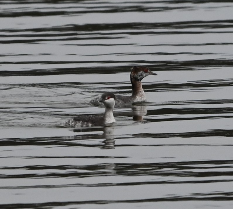 טבלן לבן-לחיים - ML651422567
