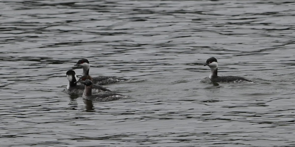 טבלן לבן-לחיים - ML651422587