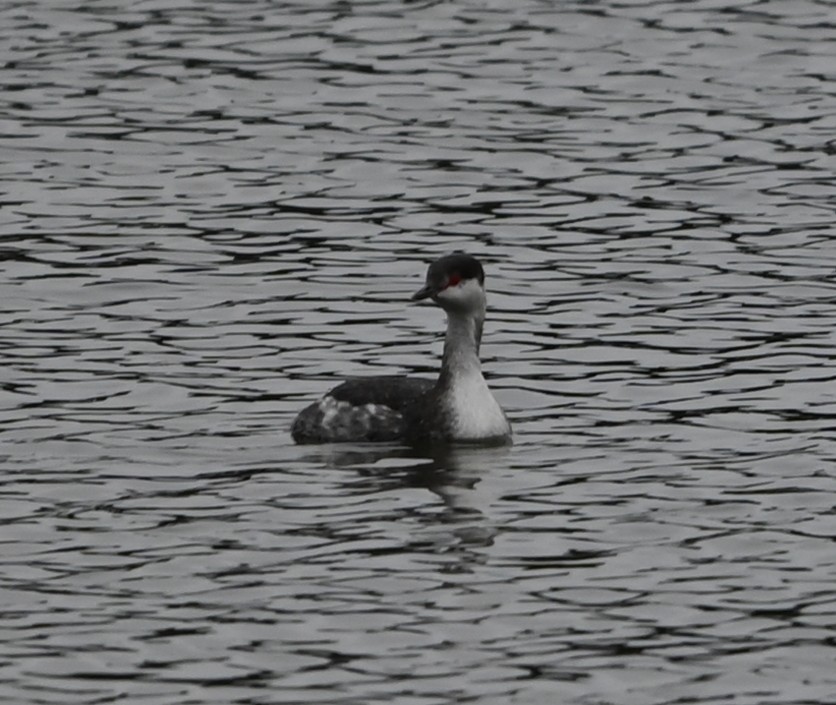 טבלן לבן-לחיים - ML651422681