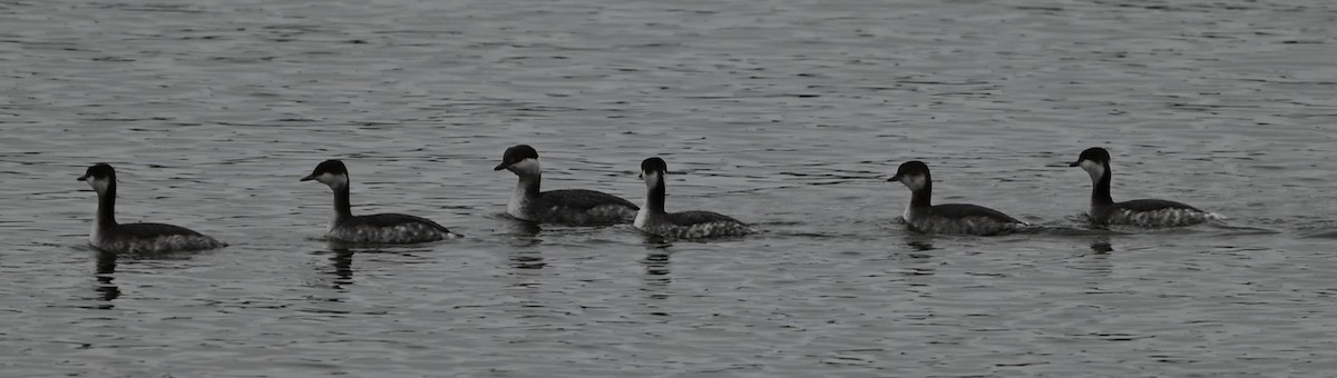 טבלן לבן-לחיים - ML651422851