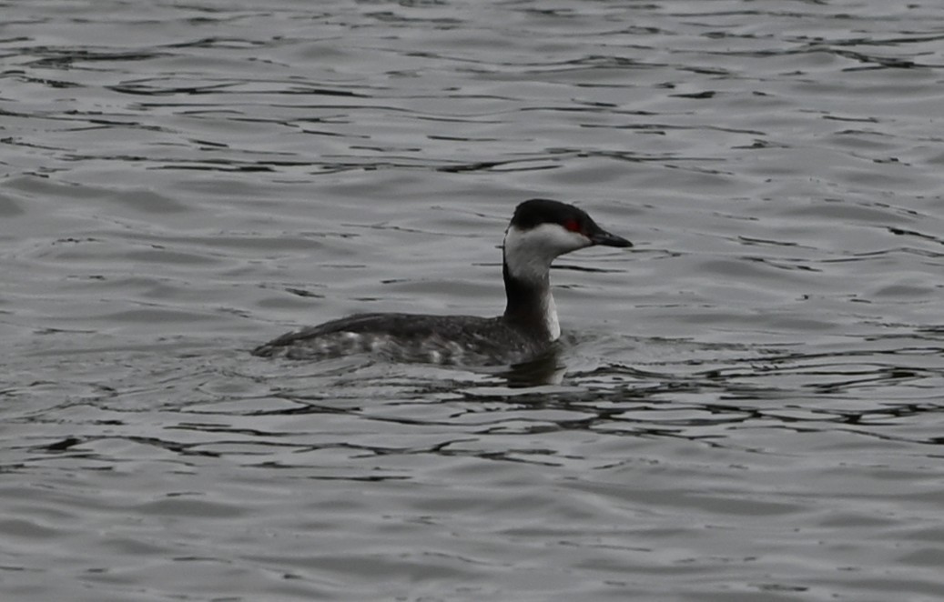 טבלן לבן-לחיים - ML651422881