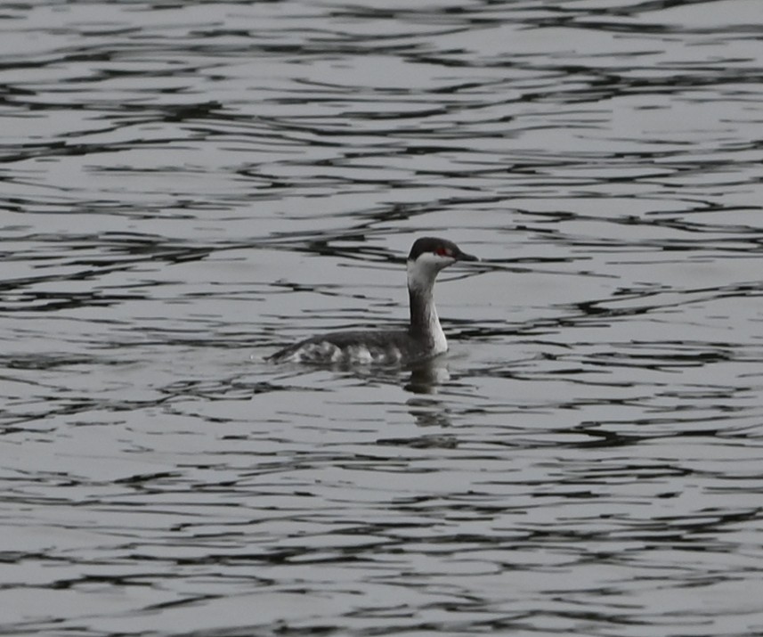 טבלן לבן-לחיים - ML651423199