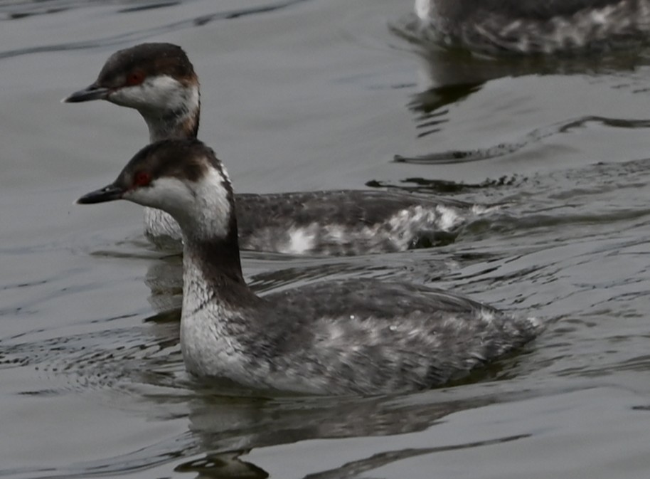 טבלן לבן-לחיים - ML651423216