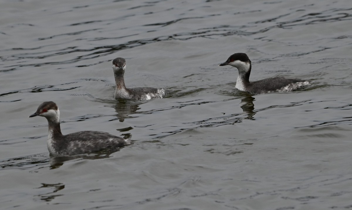 טבלן לבן-לחיים - ML651423227