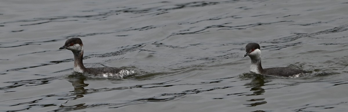 טבלן לבן-לחיים - ML651423243