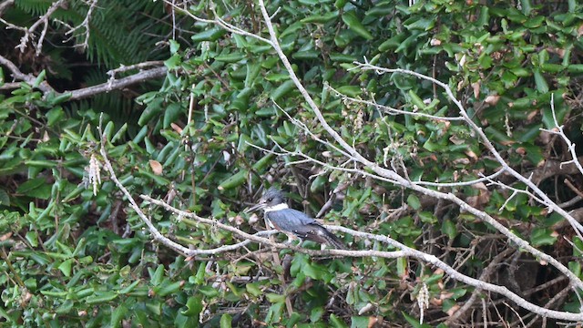 שלדג אמריקני - ML651423825