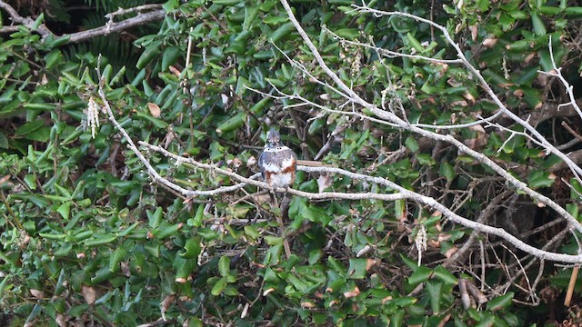 שלדג אמריקני - ML651423826