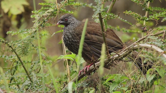 Andean Guan - ML651423929