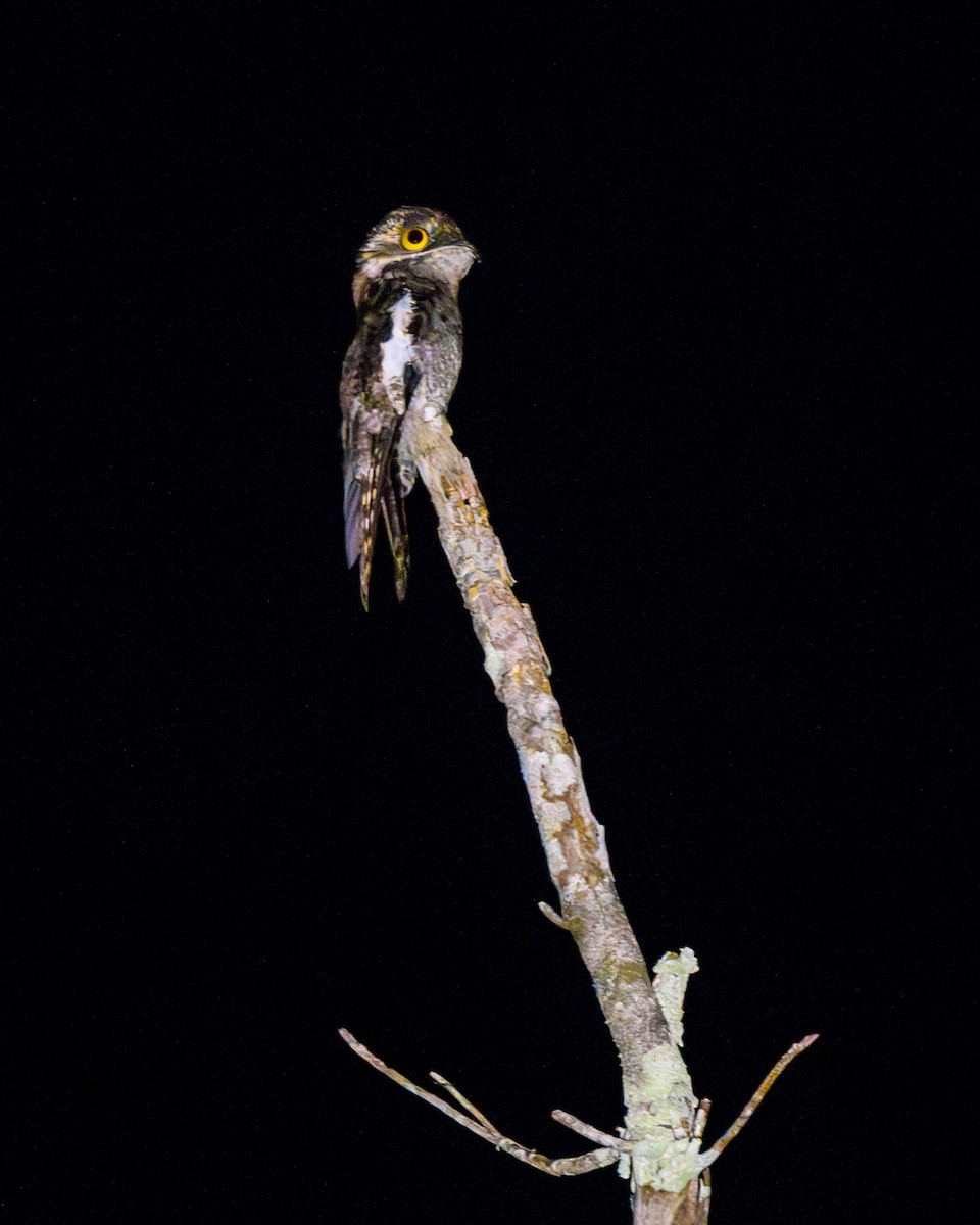 Поту білокрилий - ML651425444